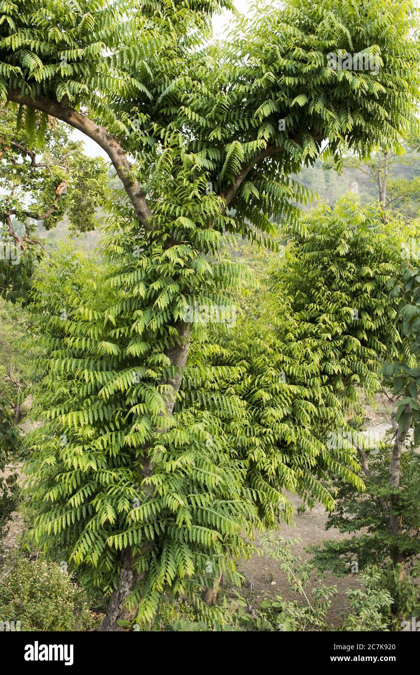 Nim Tree, Azadirachta indica, Meliaceae, Rajaji National Park, Haridwar, India, Asia Stock Photo