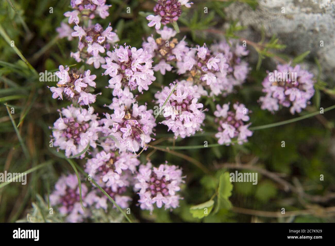 Wild Thyme Flowers, Thymus serpyllum, Rascino Plateau, Rieti, lazio, Italy Stock Photo