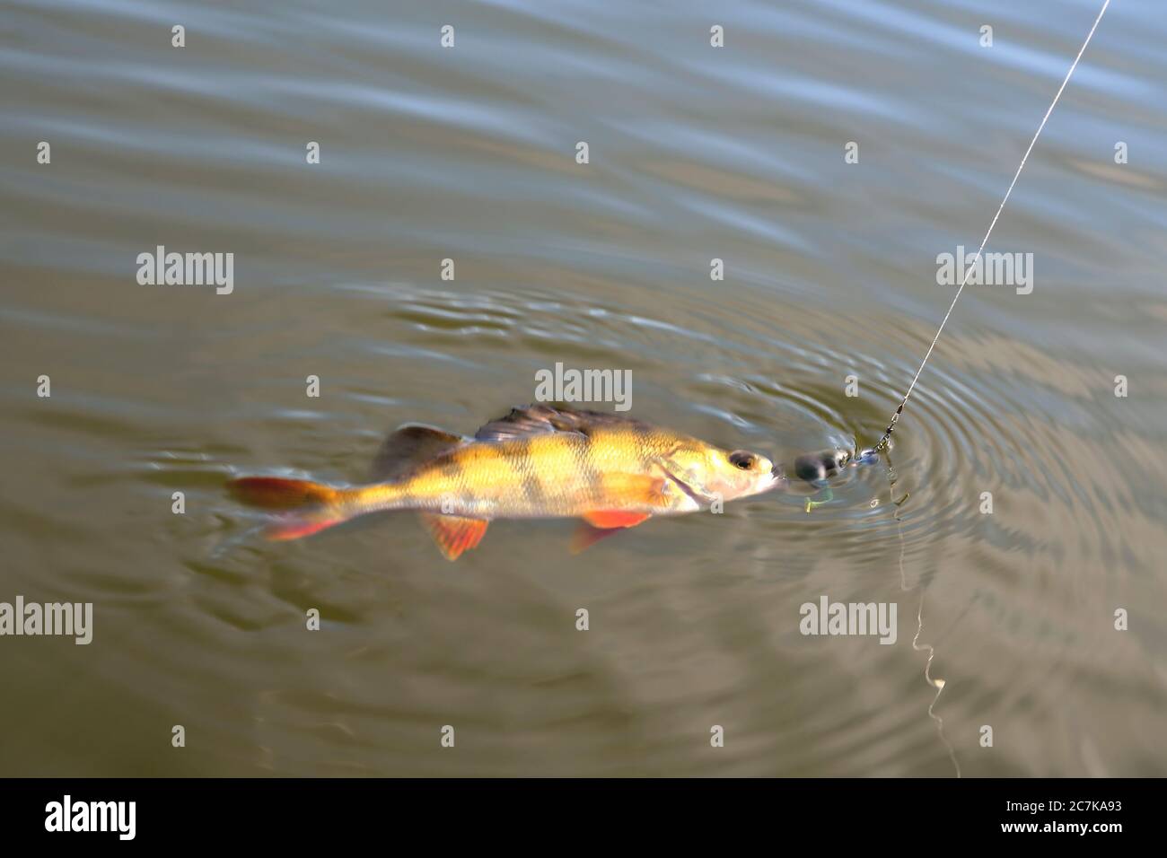 perch, fish with bait  on a hook on a fishing line sunshine glint, bright coloring Stock Photo