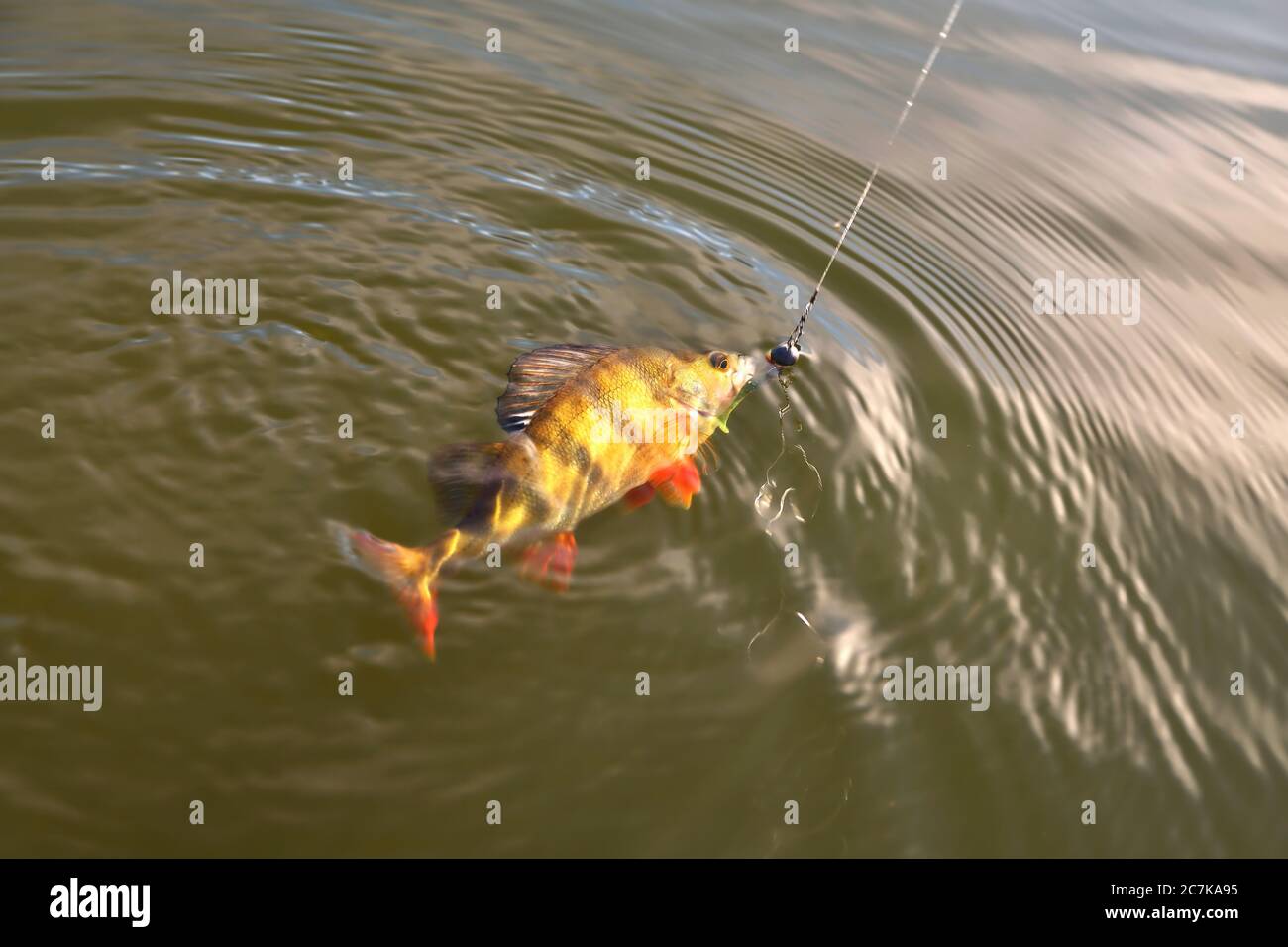perch, fish with bait vortu on a hook on a fishing line sunshine glint, bright coloring Stock Photo