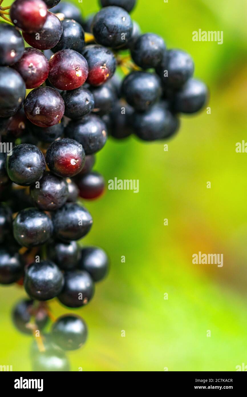 Grape Ripening Process Grape growth process hi-res stock photography and images - Alamy