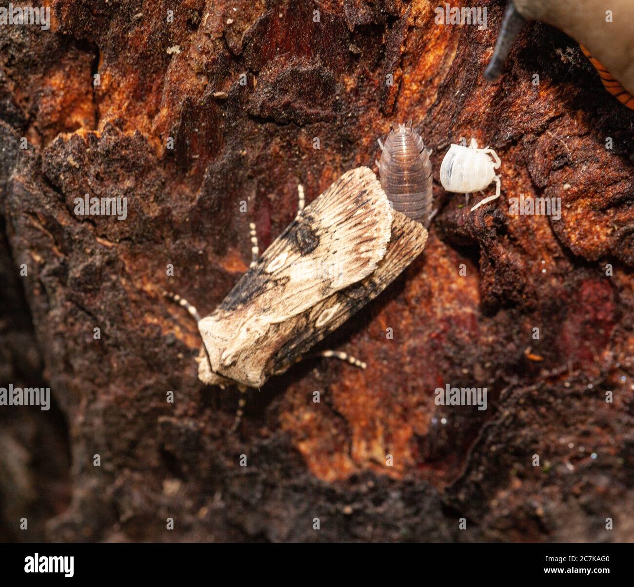 Living habitats - Three insects including a moth and centipedes underneath a wooden log Stock Photo