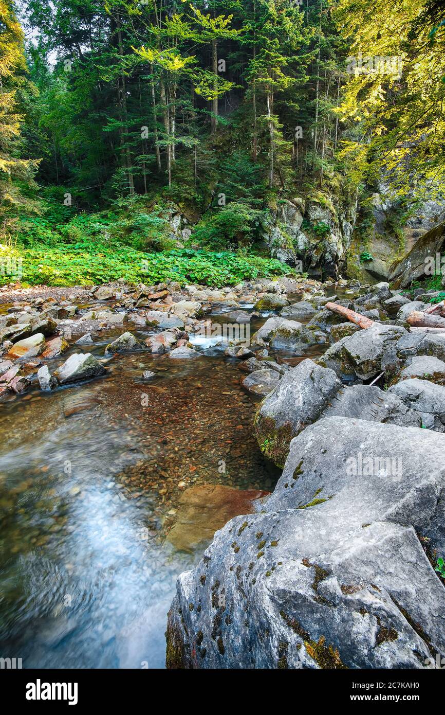 Fairy mountain forest at the river. Fantastic landscape with trees, green leaves, stones and blurred water. Magic woods with yellow sunlight Stock Photo