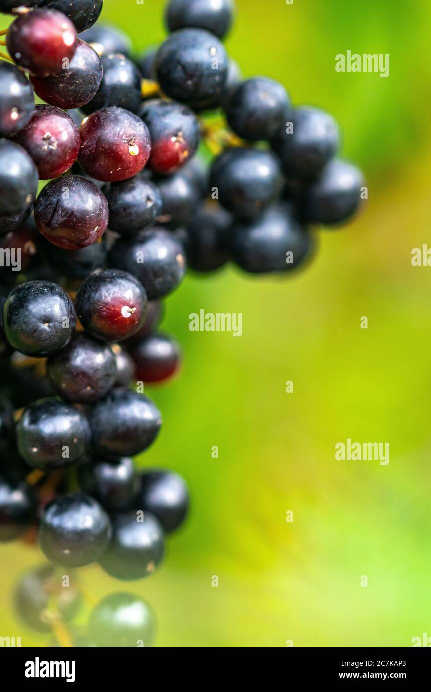 Grape Ripening Process a close up image of a bunch of red grapes finishing the ripening ...