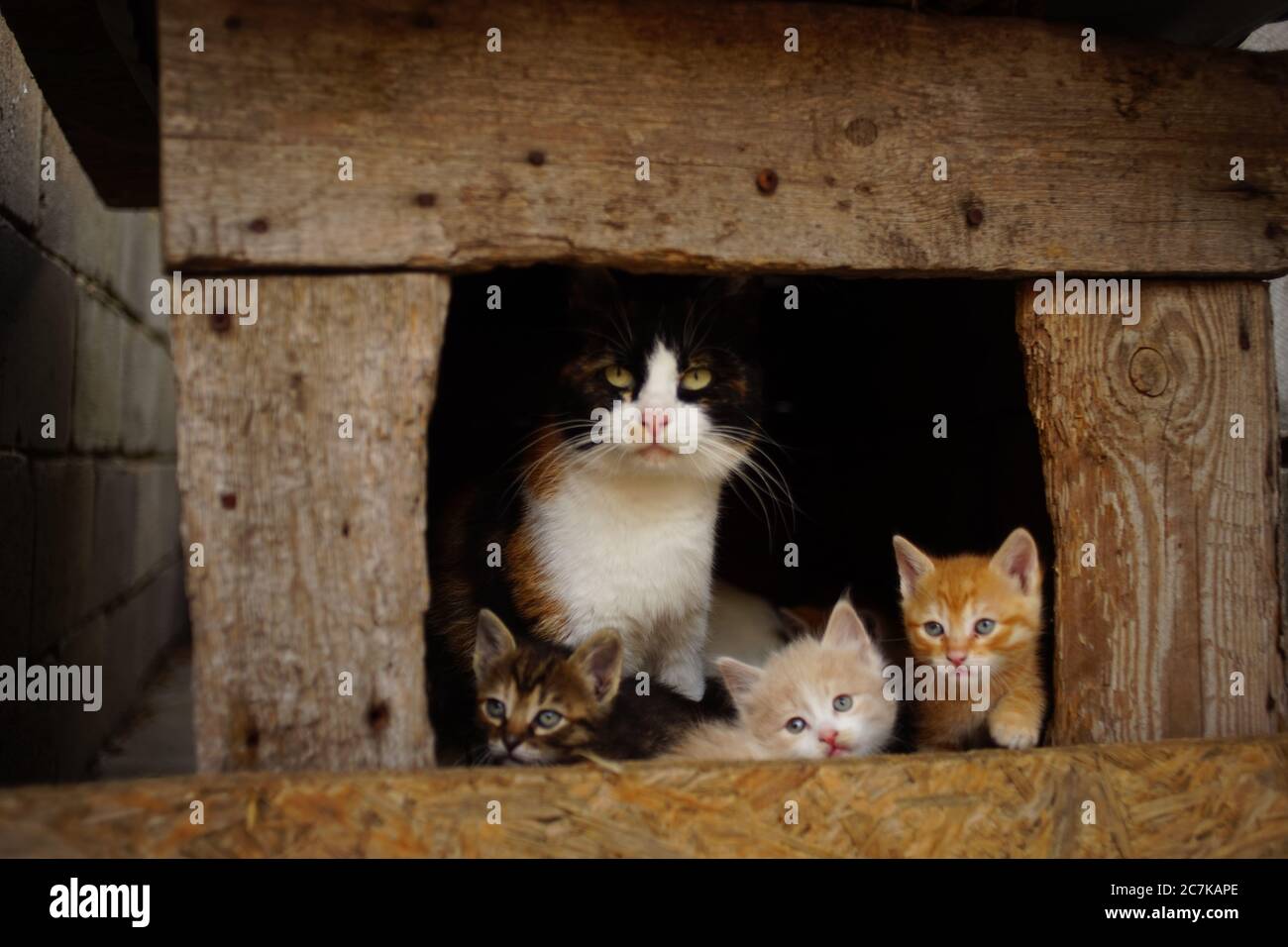 Mother cat sits with kittens in a doghouse Stock Photo - Alamy