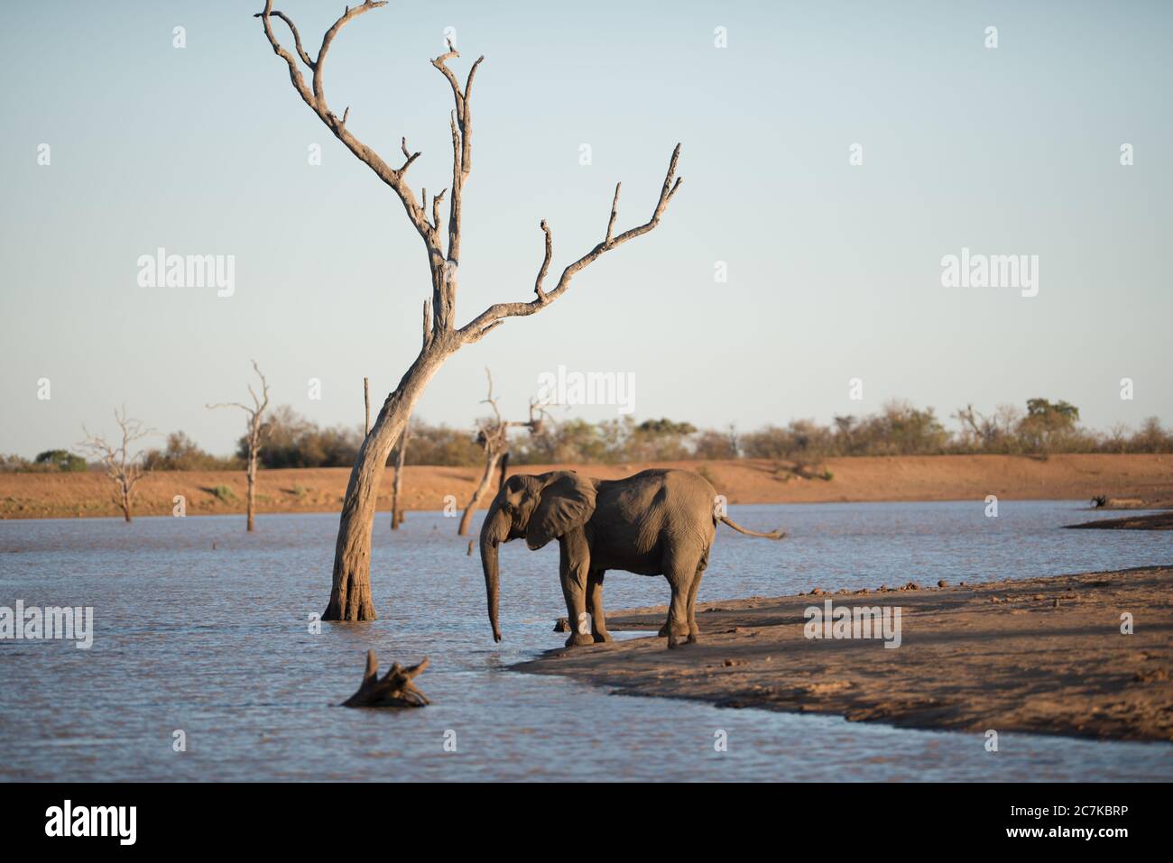 Beautiful shot of an african elephant standing on the lake Stock Photo