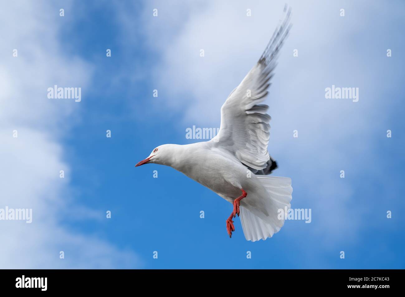 Red-billed gull flying with blue sky and cloud at Christchurch, New Zealand. Stock Photo