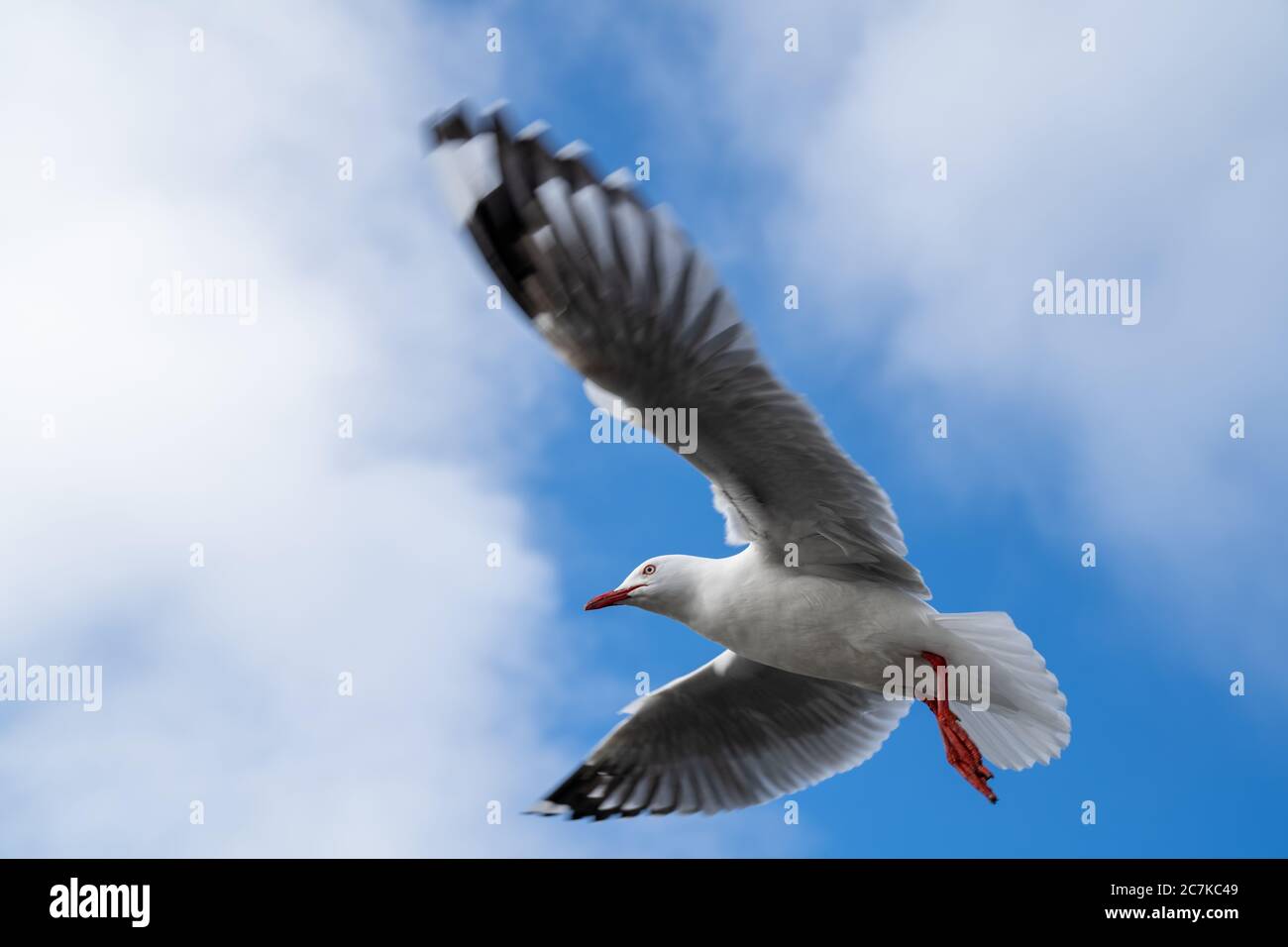 Red-billed gull flying with blue sky and cloud at Christchurch, New Zealand. Stock Photo
