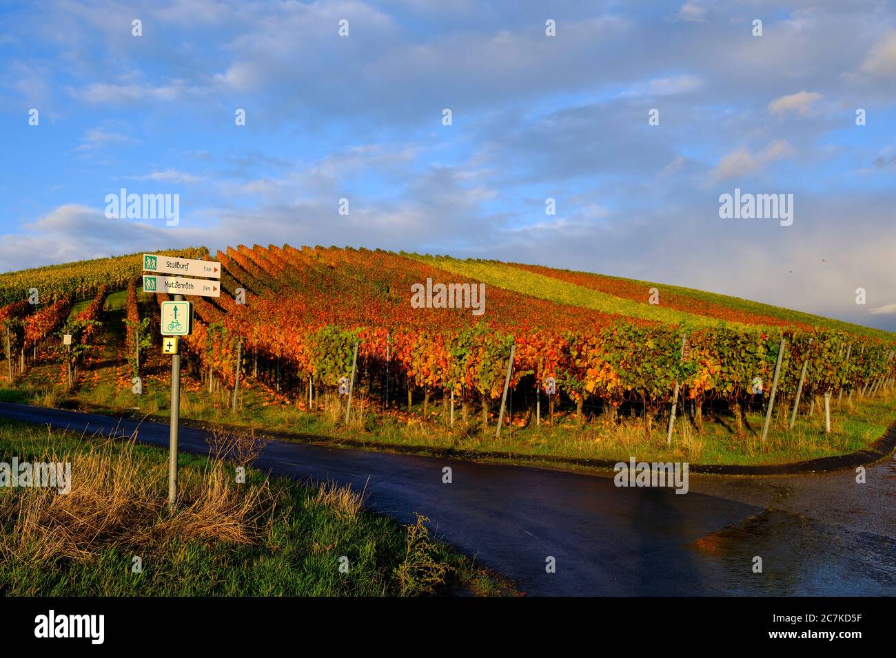 Vineyards near Wiebelsberg, Oberschwarzach municipality, Schweinfurt district, Lower Franconia, Franconia, Bavaria, Germany Stock Photo
