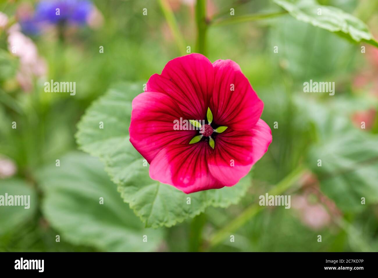Close up of a single bright Mallow Wort - Malope trifida flowering in a garden in the UK Stock Photo