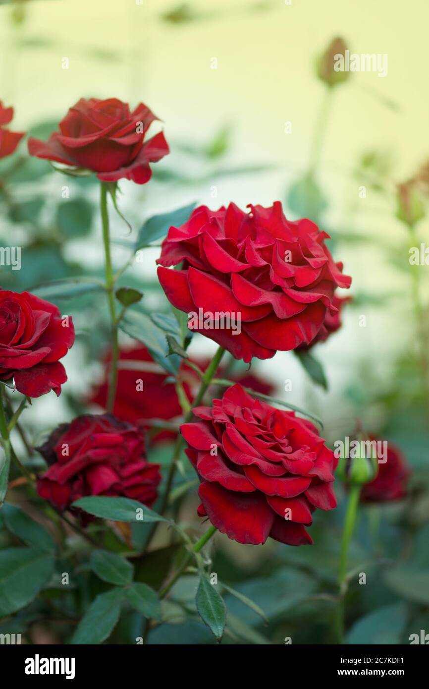 Red rose flower background. Red roses on a bush in a garden. Red rose flower.  Red rose Black Magic Stock Photo - Alamy, image size:866x1390