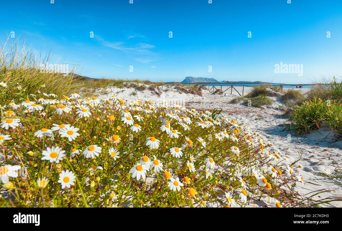 Landscape of grass and flowers in sand dunes on the beach La Cinta. Turquoise water and white sand. Location: San Teodoro, Olbia Tempio province, Sard Stock Photo