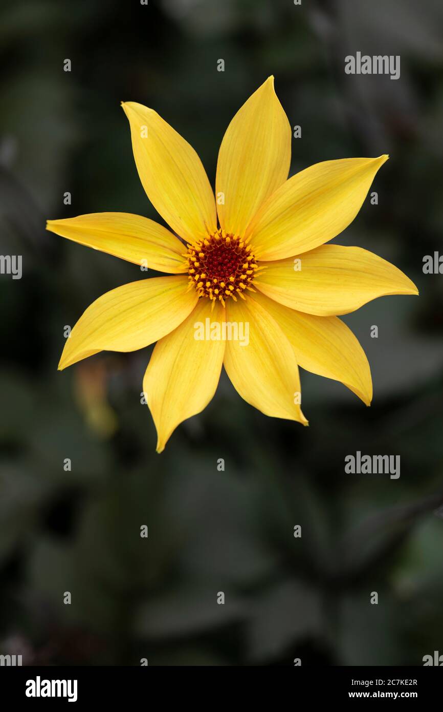 Close up of Bishop of York Dahlia flowering in a garden in the UK in July Stock Photo