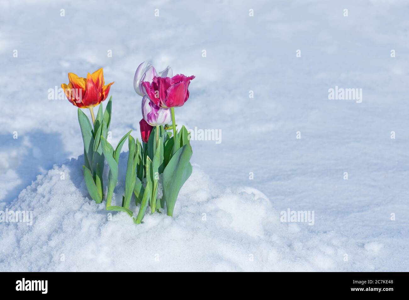 Snow falling on tulip flowers. Tulip growing out of snow. Abnormal