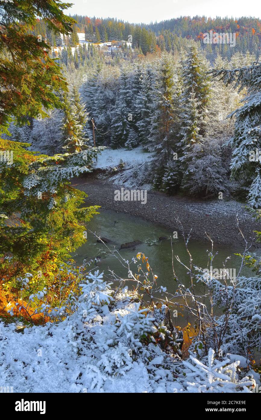 Sprus Snow First snow in mountains. Winter time. Spruce in the snow Stock Photo ...