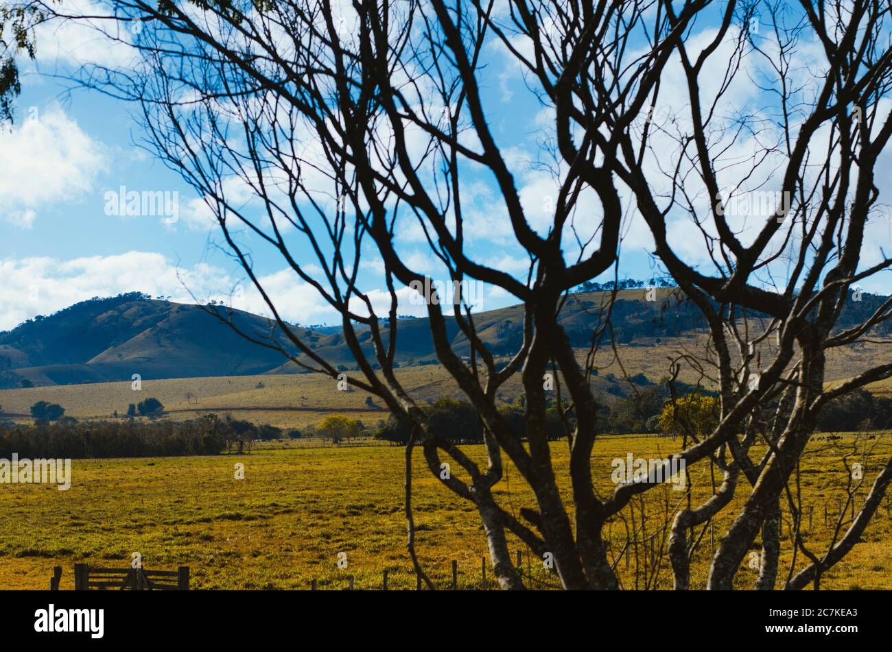 Dramatic view of Minas Gerais hills partially covered by dry tree branches in a cloudy blue sky in the afternoon. Stock Photo