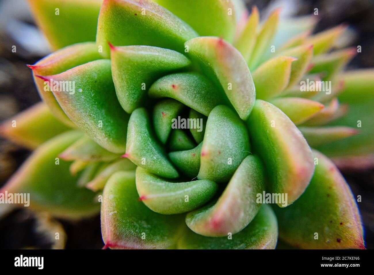 Close-up of the healing plant Aloe Vera Stock Photo
