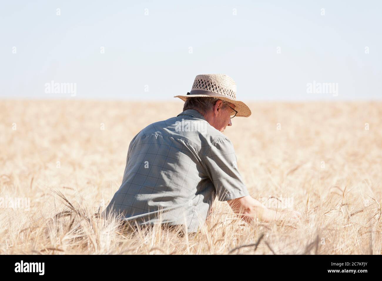 Mature farmer on his knees examining dried up field of crop on hot day as a result of the global warming - focus on the man Stock Photo