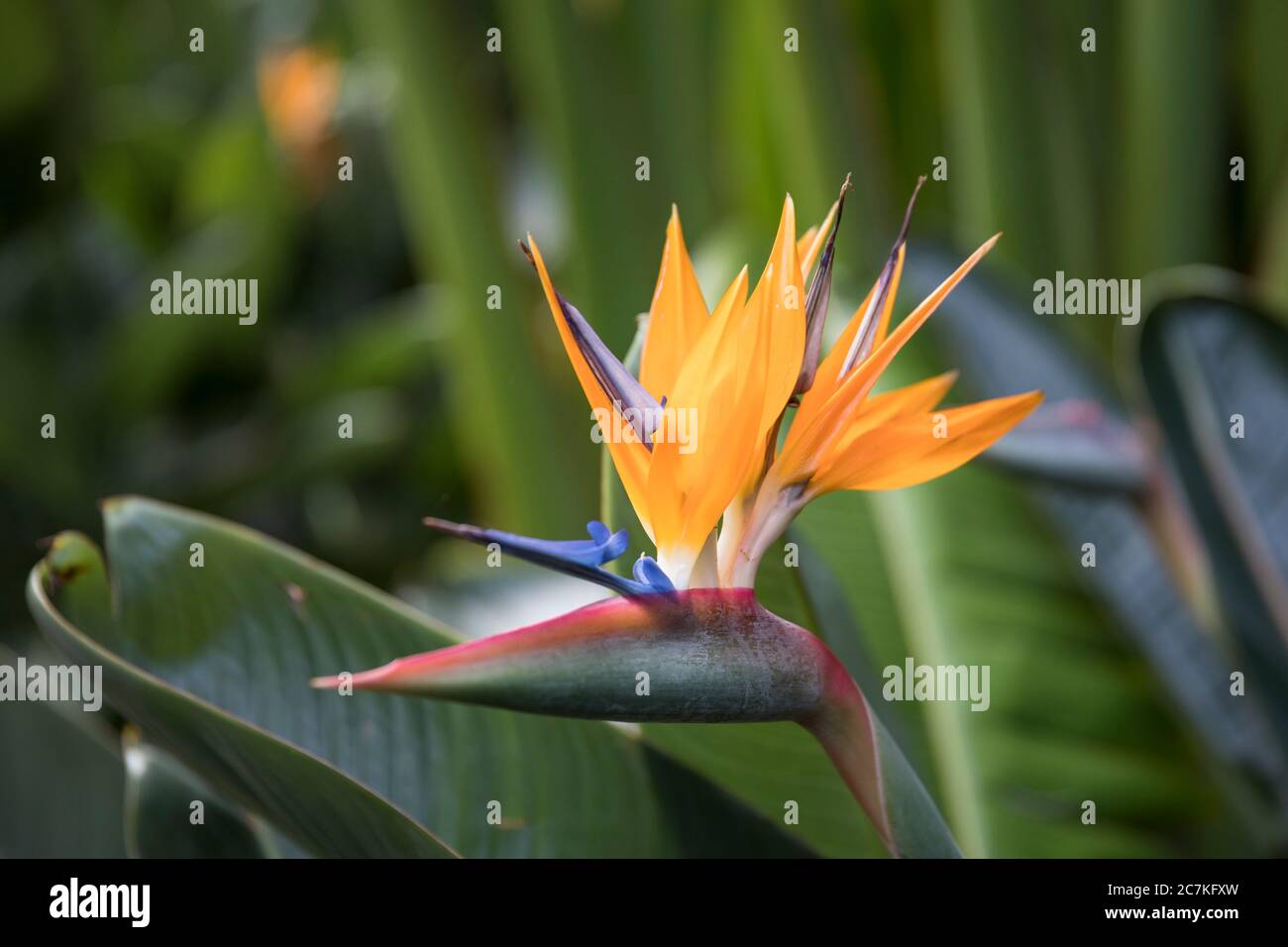 Bird of paradise flower (Strelitzia reginae), botanical garden, Puerto ...