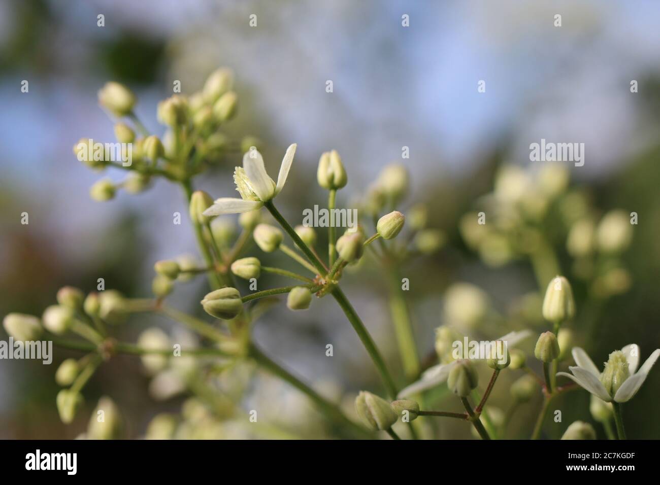Closeup shot of green Clematis recta flowers on a blurred background Stock Photo