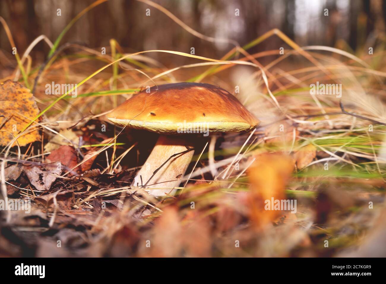 Natural white mushroom growing in a forest in the grass and old withered leaves. Edible mushroom with a brown hat, sunny flare autumn day close-up Stock Photo