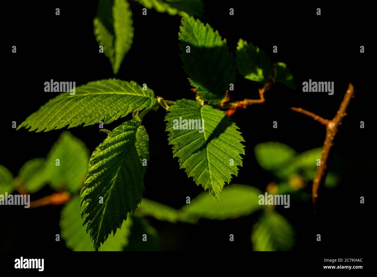 Young elm in the spring in germany Stock Photo