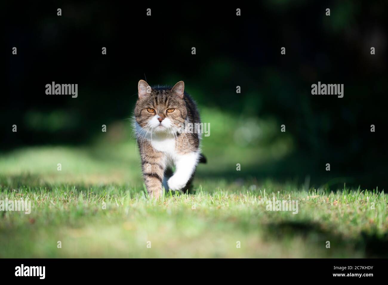 tabby white british shorthair cat walking towards camera on meadow in sunlight Stock Photo