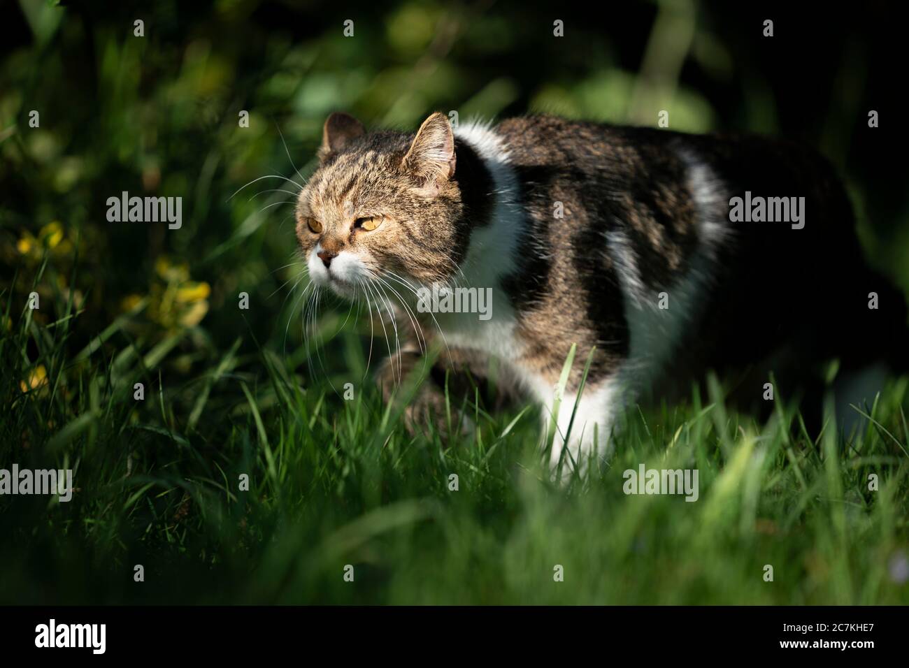 Tabby cat outdoors in sunny garden walking on grass hi-res stock ...