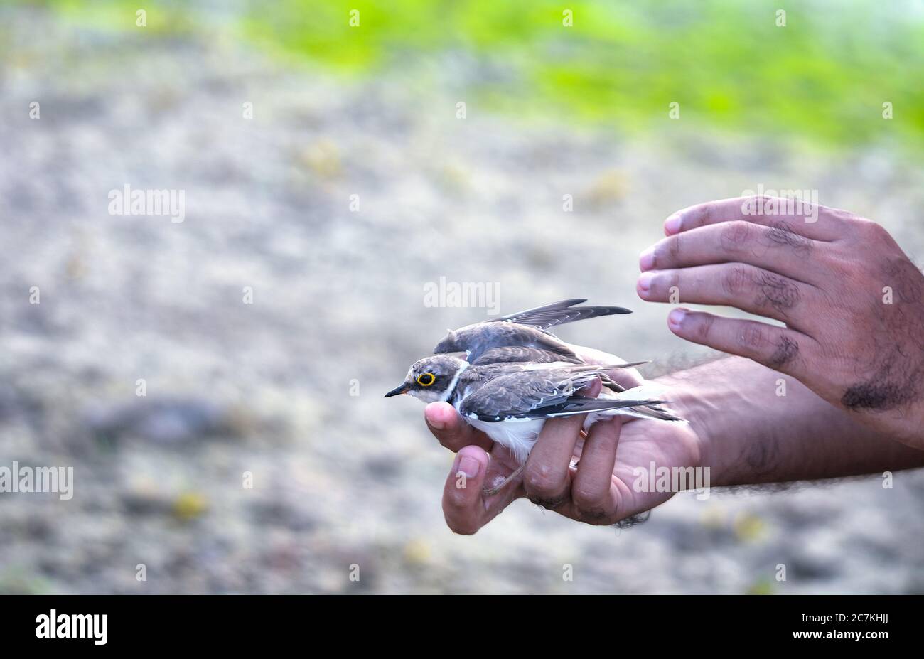 The bird had entangled its wings in a discarded net and managed to remove then rescued it later. Stock Photo