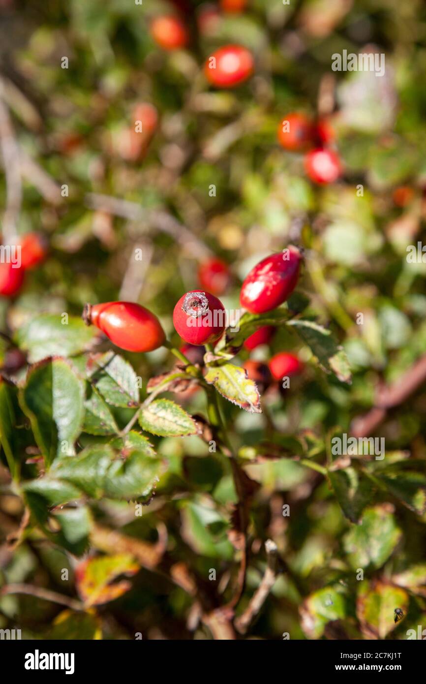 Rose hip, bush, fruits, selfsufficiency, garden Stock Photo Alamy