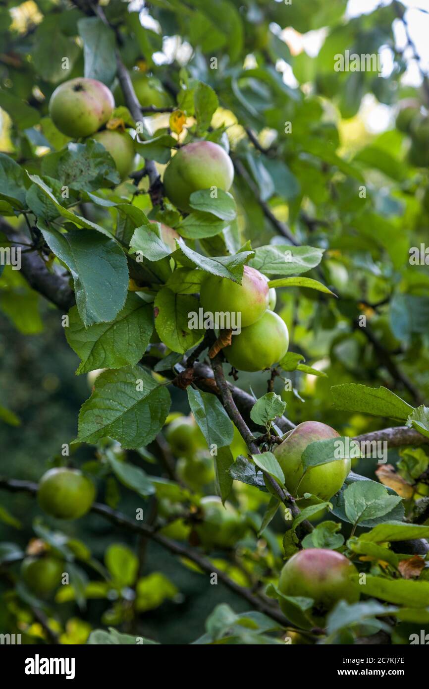 Apple tree, fruits, harvest time, autumn, greenery, leaves Stock Photo