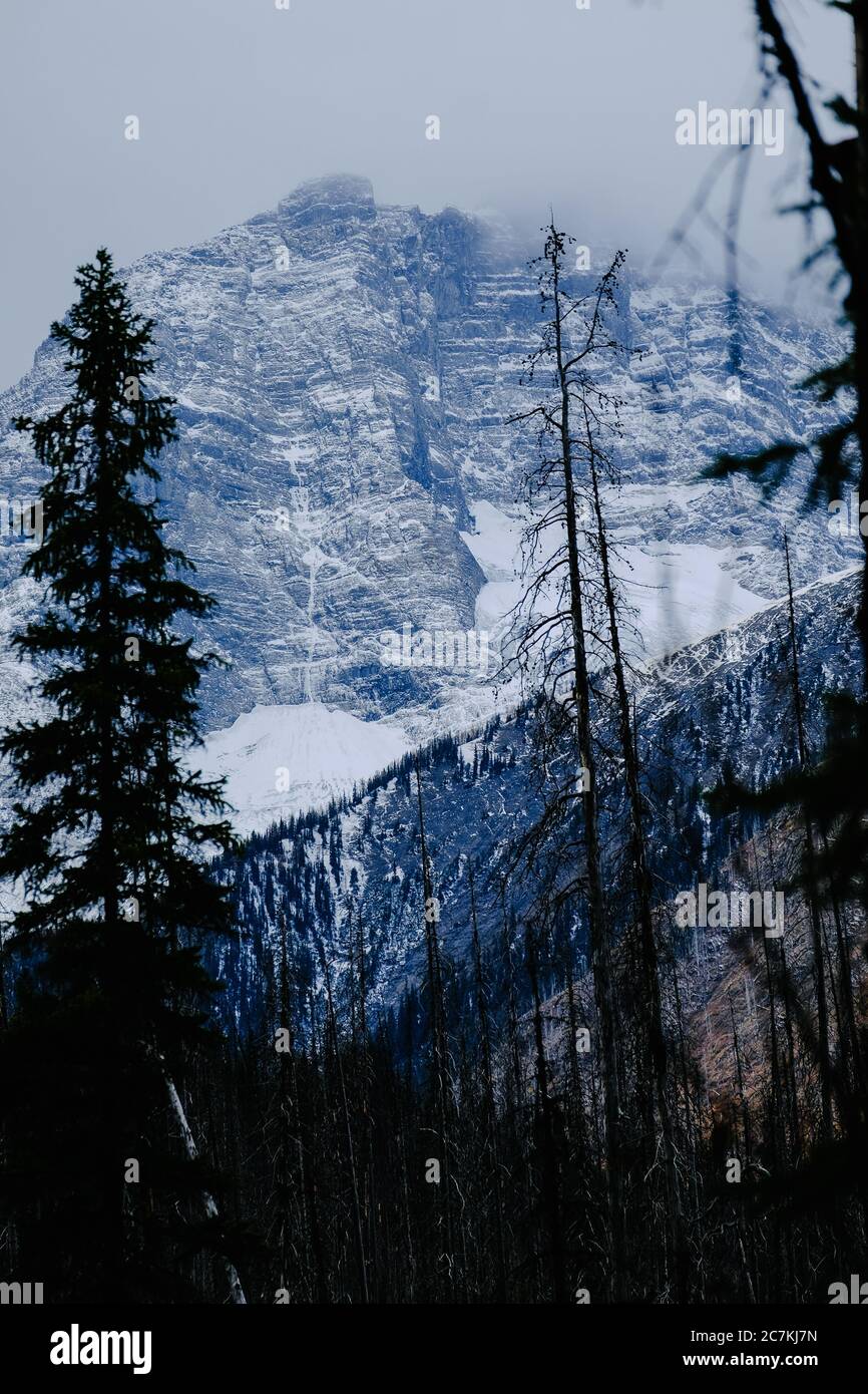 Vertical shot of the tall trees in the forest with the snowy mountains ...