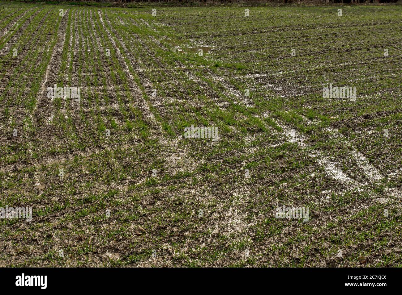 A field under a crop that has just emerged full of water after heavy rain. Black clouds announce more rain.. Stock Photo