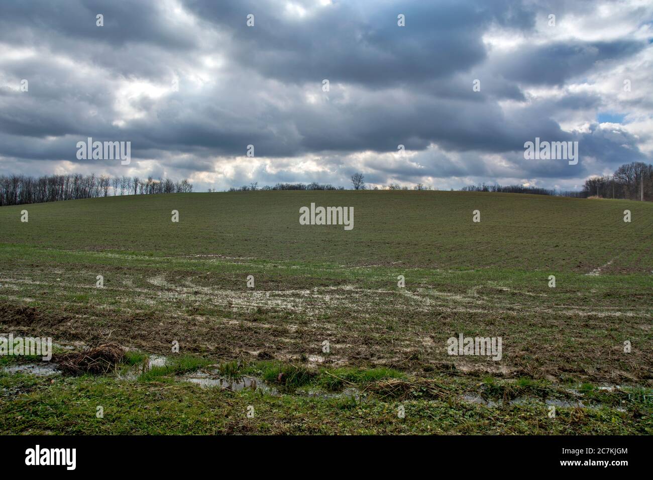 A field under a crop that has just emerged full of water after heavy rain. Black clouds announce more rain.. Stock Photo