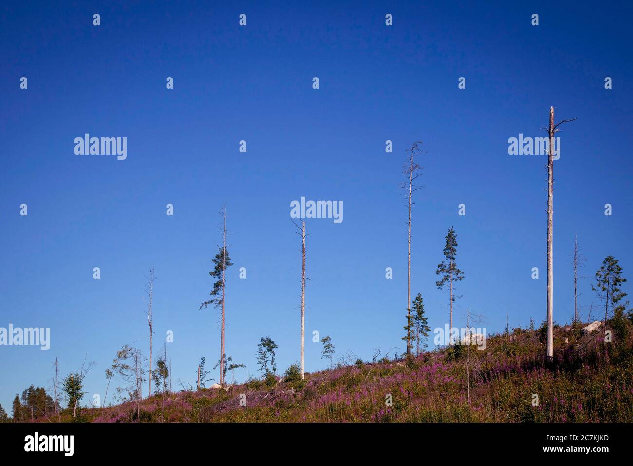 Wood, timber industry, environmental degradation, clearing area Stock Photo