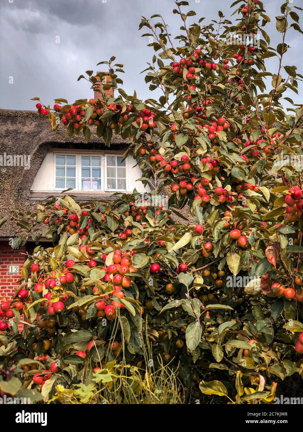 Apple tree, fruits, harvest time, summer, garden Stock Photo Alamy