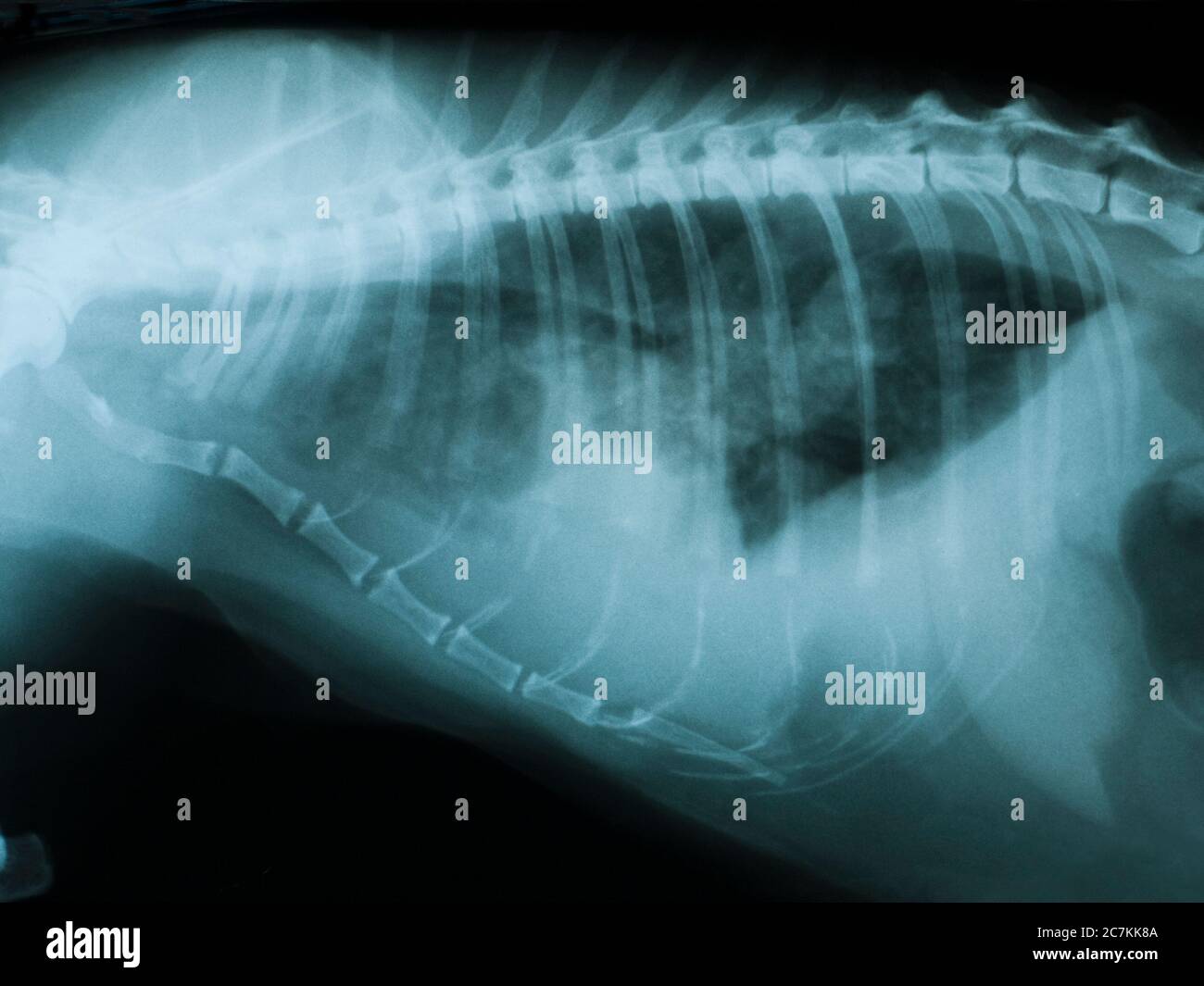 X-ray of the thorax of a cat with a long tumor visible above the heart Stock Photo