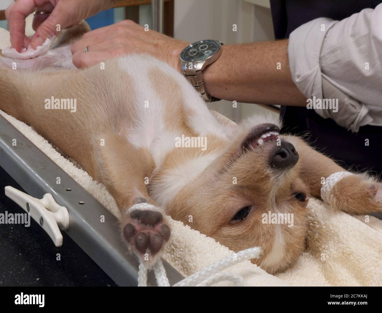 An assistent of a veterinarian is preparing a dog before he is being castrated by washing his abdomen and scrotum Stock Photo