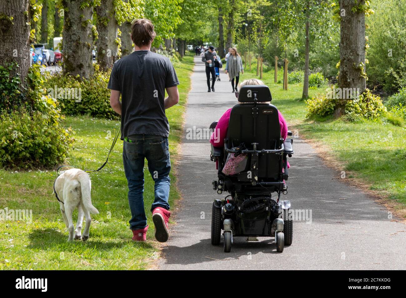 A carer and a support dog walking alongside a woman in an electric wheelchair Stock Photo
