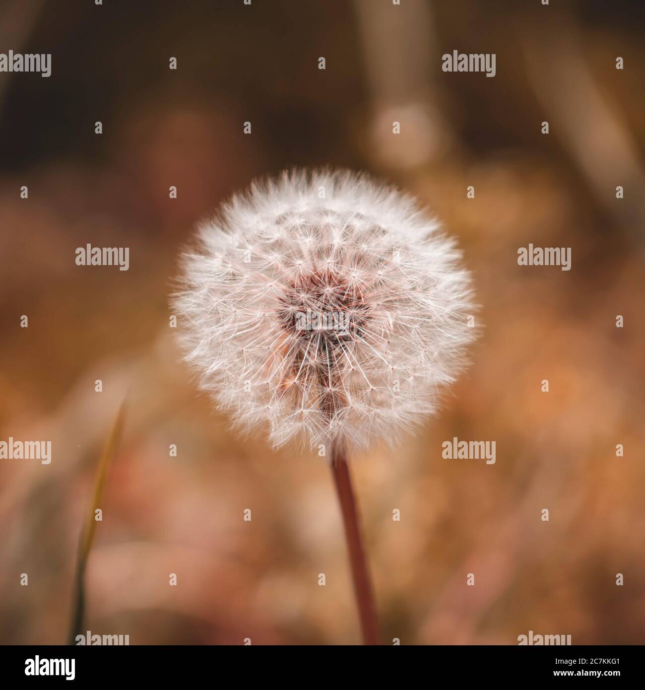 Common dandelion, Taraxacum, Lake Constance, Baden-Wuerttemberg, Germany, Europe Stock Photo