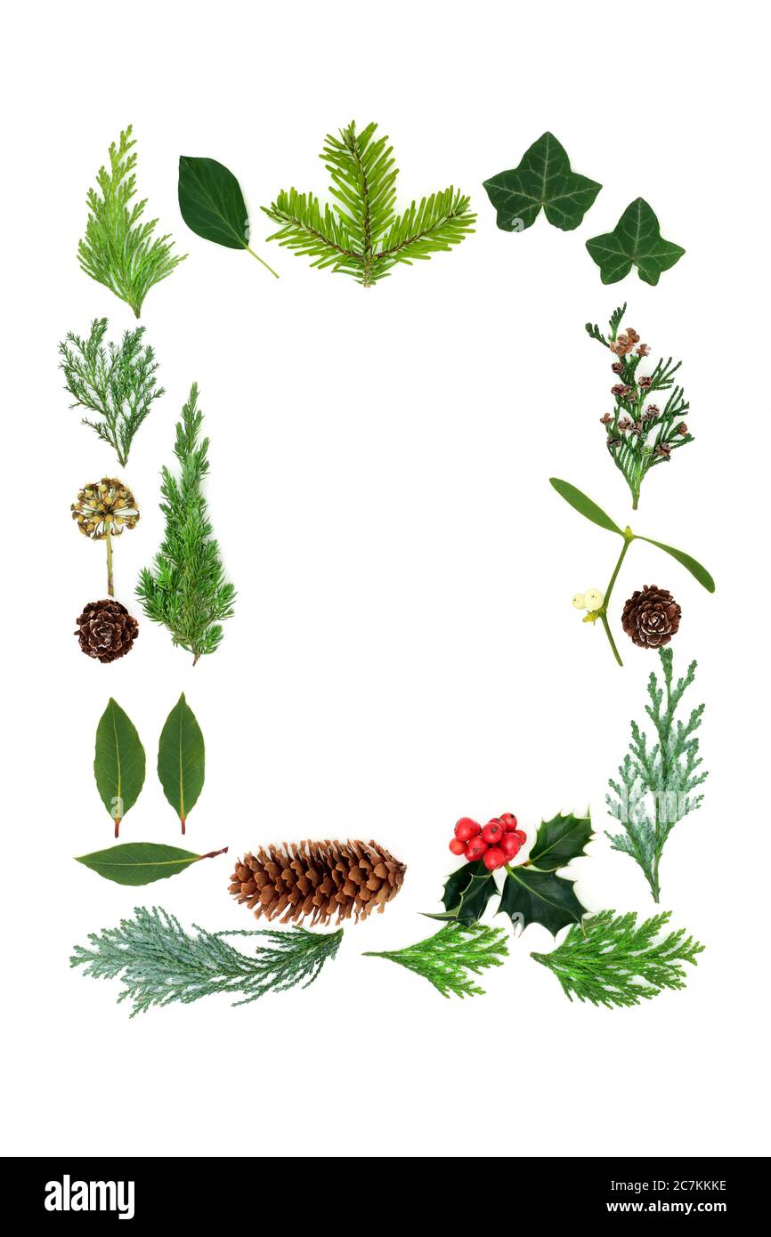 How to Draw Winter Greenery  Holly, Eucalyptus, Cedar, Mistletoe 