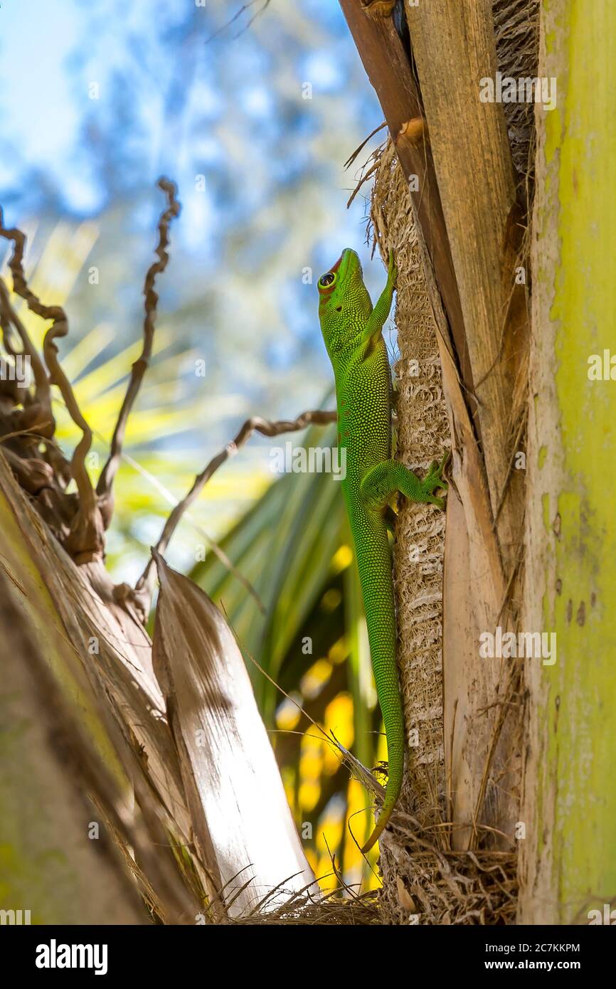 Madagascar day gecko (Phelsuma madagascariensis), Sakalava Beach, Oronjia National Park, Antsiranana, Diego Suarez, Ramena Municipality, Madagascar, Africa, Indian Ocean Stock Photo