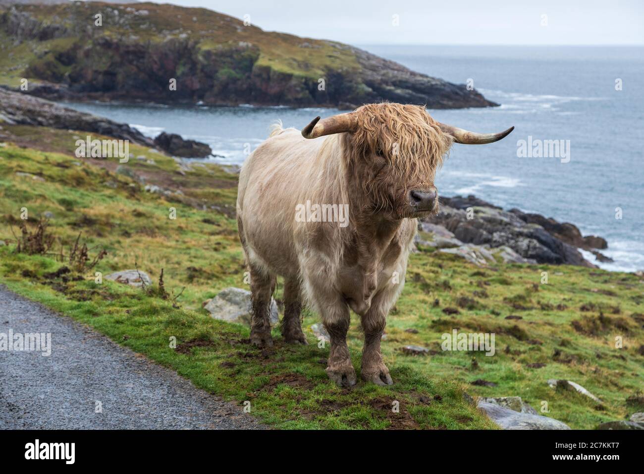 A highland cow beside the road at Hushinish, Harris, Outer Hebrides, Scotland Stock Photo