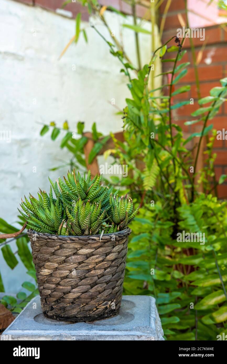 hanging planter pot Ashman 12
