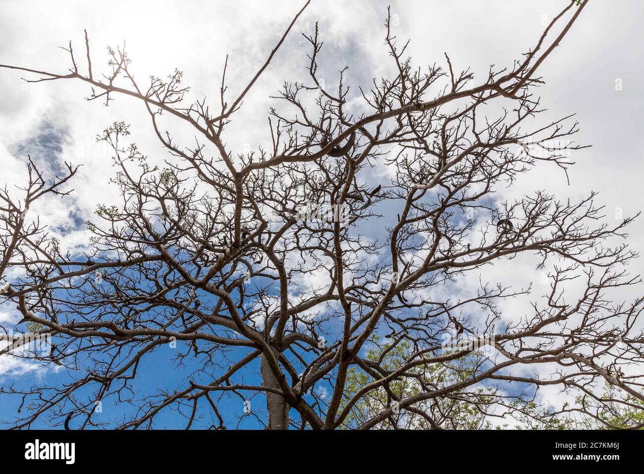 Carob tree, Ramena Bay, Diego Suarez, Antsiranana, Madagascar, Africa