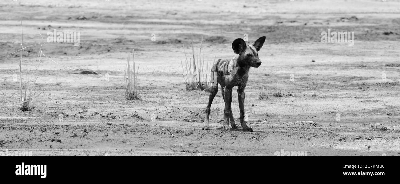 Do Wild Dogs Eat Their Babies