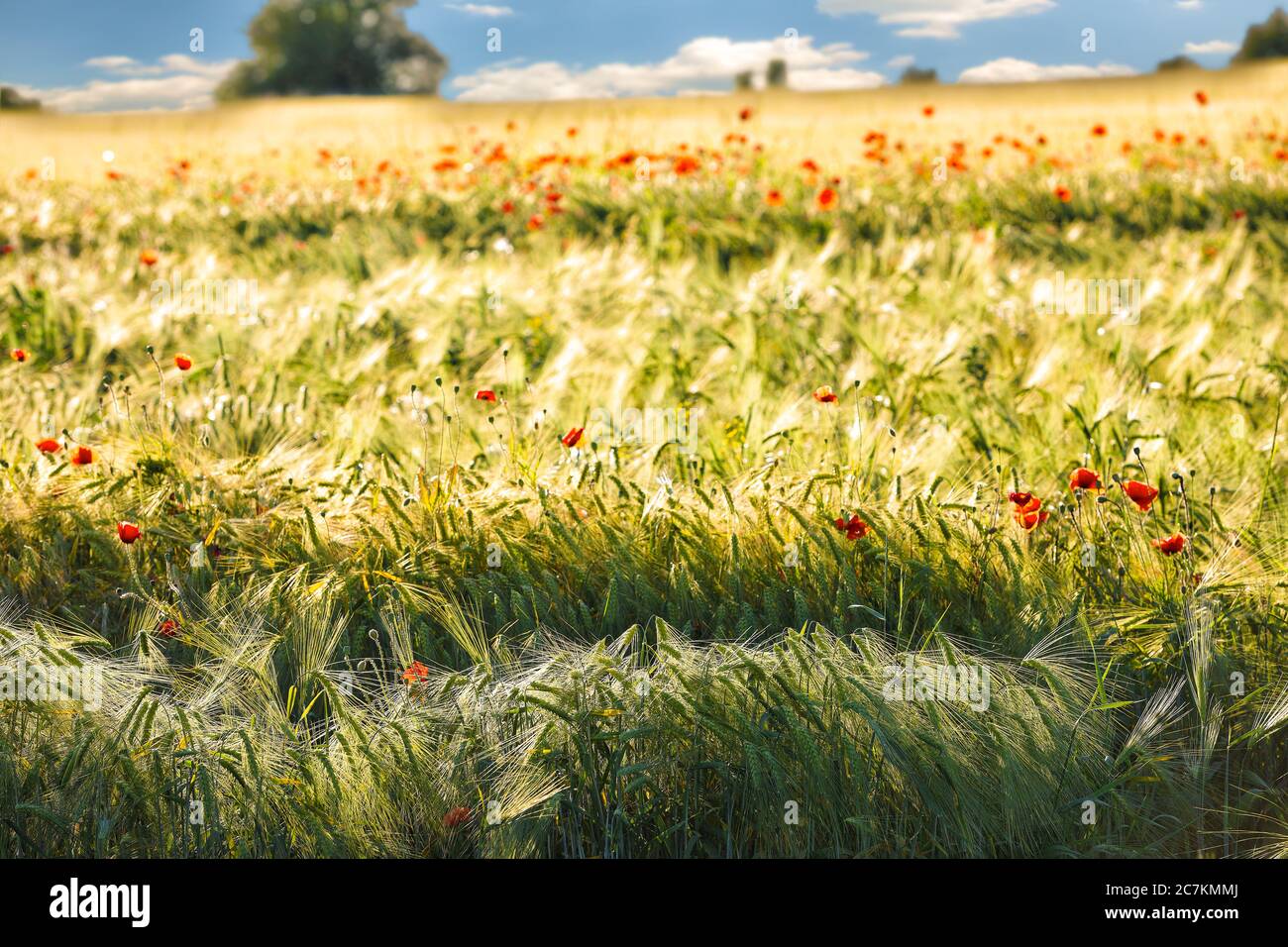 Wild red summer poppies in wheat field. Meadow of wheat and poppy ...