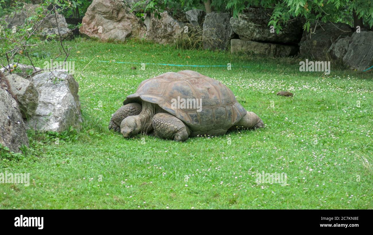 Galapagos giant tortoise, Chelonoidis nigra eating grass. It is the largest living species of tortoise. It has large brown bony shell and keeps a Stock Photo