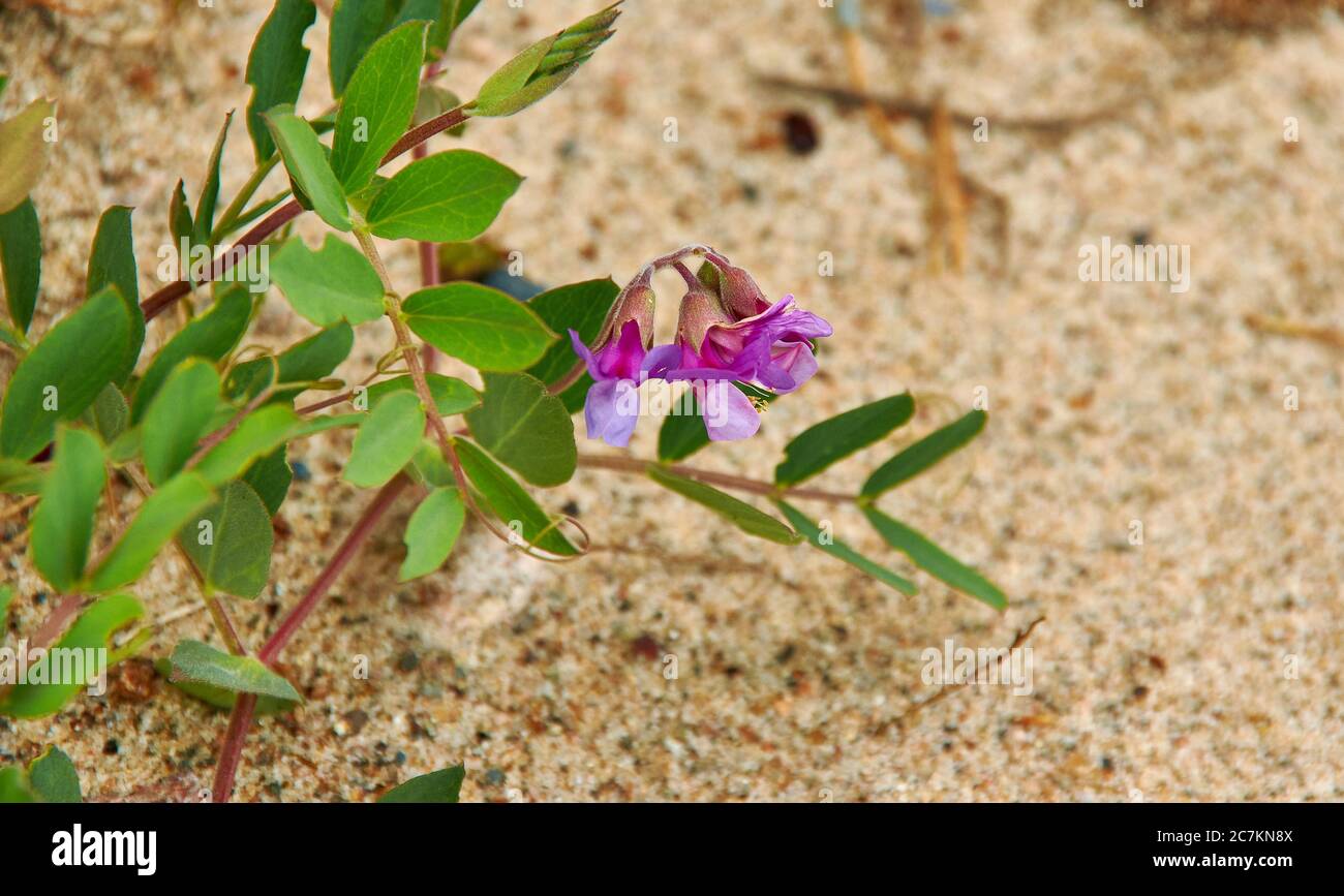 Sweet pea ashore White Sea, flowering plant in the genus Lathyrus in the family Fabaceae Stock Photo