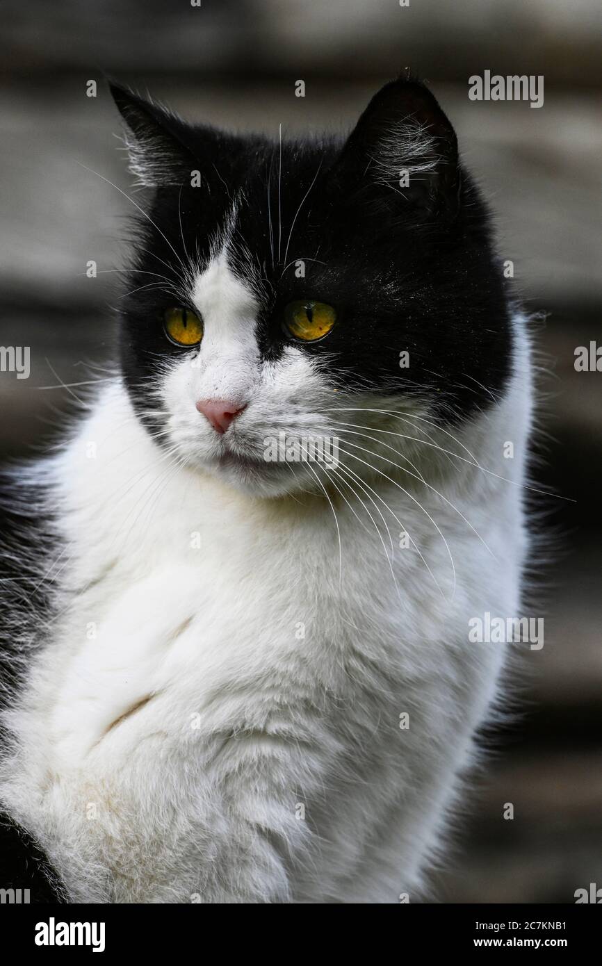 Mixed breed domestic cat Stock Photo